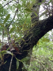 Image of Epidendrum strobiliferum