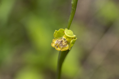 Ophrys lutea galilaea