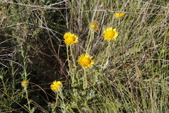 Berkheya discolor