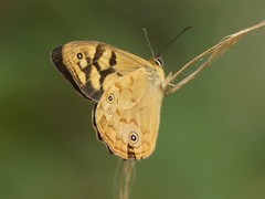 Heteronympha paradelpha