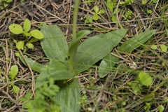 Ophrys lutea galilaea