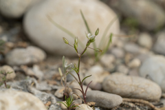 Sabulina tenuifolia