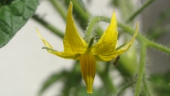 Solanum lycopersicum cerasiforme