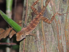 Anolis gundlachi