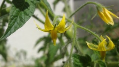 Solanum lycopersicum cerasiforme