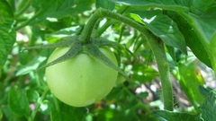 Solanum lycopersicum cerasiforme