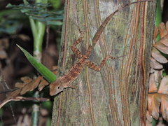 Anolis gundlachi
