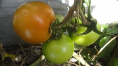 Solanum lycopersicum cerasiforme