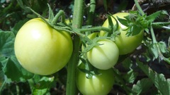 Solanum lycopersicum cerasiforme