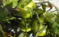 Solanum lycopersicum cerasiforme
