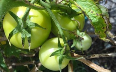 Solanum lycopersicum cerasiforme