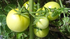 Solanum lycopersicum cerasiforme