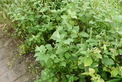 Lamiaceae