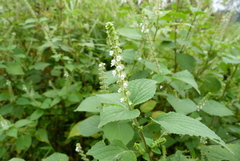 Lamiaceae