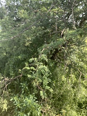 Vachellia grandicornuta