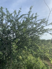 Vachellia grandicornuta