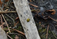 Psyllobora vigintiduopunctata