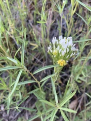 Castilleja lineariloba