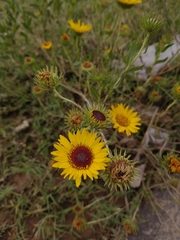 Grindelia pulchella