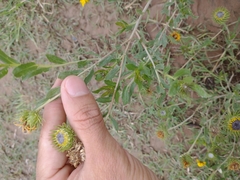 Grindelia pulchella