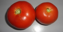 Solanum lycopersicum cerasiforme