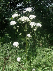 Seseli transcaucasicum