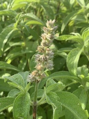 Cyathula orthacantha