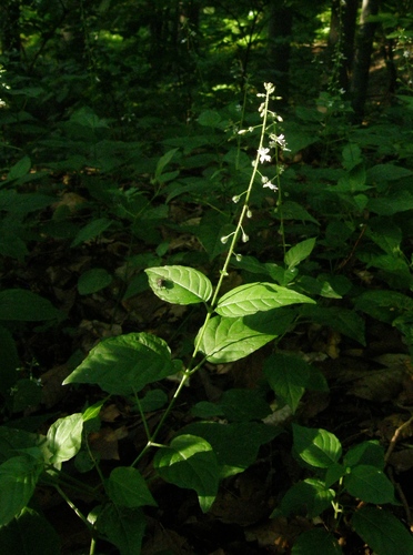 Ein weiteres Foto von Enchanter's nightshade