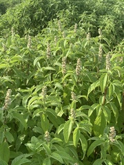 Cyathula orthacantha