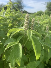 Cyathula orthacantha