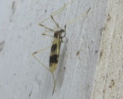Erioptera venusta