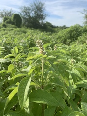 Cyathula orthacantha