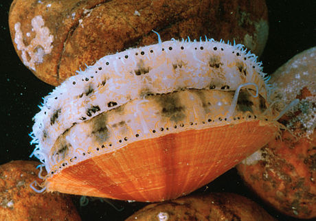 Atlantic deep-sea scallop