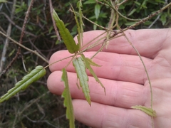 Rubus schmidelioides schmidelioides