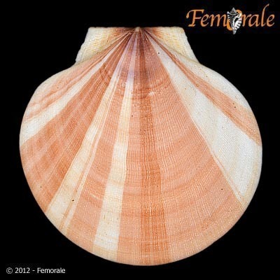 Atlantic deep-sea scallop