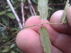 Rubus schmidelioides schmidelioides