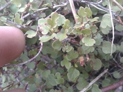 Muehlenbeckia australis × complexa