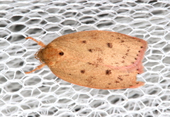 Prionocris protoxantha