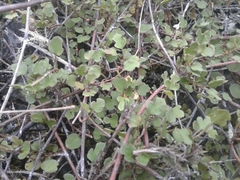 Muehlenbeckia australis × complexa