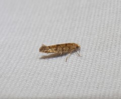 Argyresthia alternatella