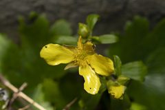 Ranunculus creticus