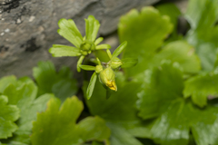 Ranunculus creticus