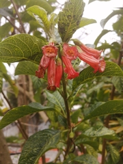 Iochroma fuchsioides