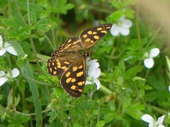 Oreixenica kershawi