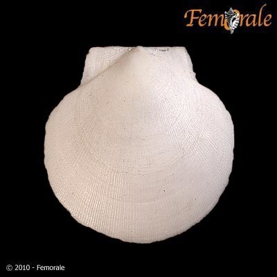 Atlantic deep-sea scallop