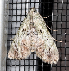 Enchesphora recurvalis