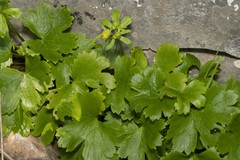 Ranunculus creticus
