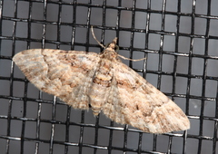 Mnesiloba eupitheciata