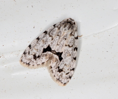 Thallarcha macilenta