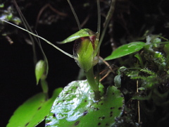 Corybas rivularis